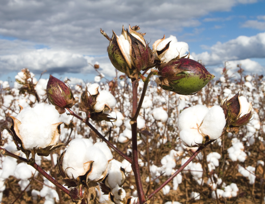 Japanese Cotton